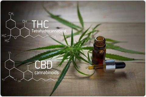 thc or cbd oils
